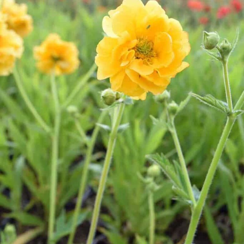 Geum 'Lady Stratheden' (d) ---